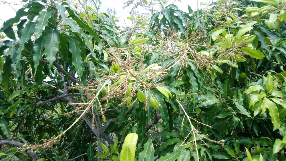 Xoài Mũi Né mất mùa, nông dân lo thất thu mùa tết ảnh 3