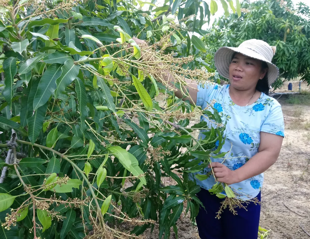 Xoài Mũi Né mất mùa, nông dân lo thất thu mùa tết ảnh 1