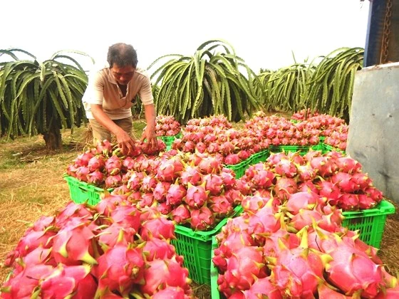 Thanh long Bình Thuận đang tăng giá đột biến.