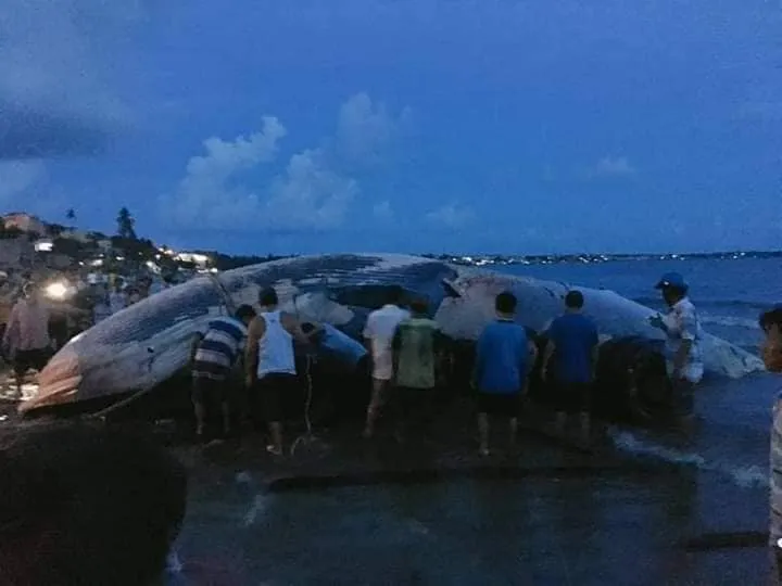 Chưa thể đưa cá ông khổng lồ “lụy” trên biển đi mai táng ảnh 1