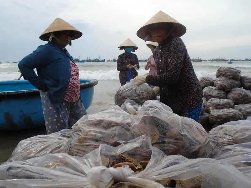 Ngư dân Mũi Né được mùa sò điệp, giá một ký chỉ bằng một gói mỳ tôm ảnh 2