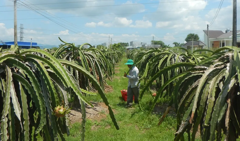 Đầu năm, thanh long tăng giá mạnh, nông dân mừng ít, lo nhiều ảnh 2