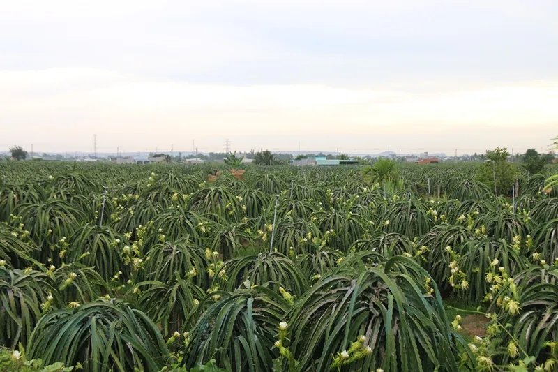 Chính thức cấp bằng chỉ dẫn địa lý “Thanh long Bình Thuận” tại Nhật Bản ảnh 2