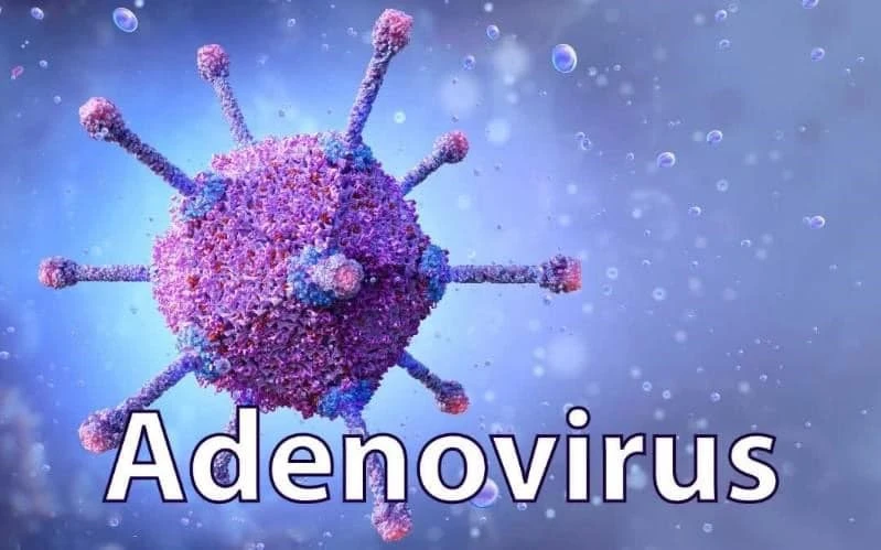 Adenovirus là tác nhân virus thường gây nên tình trạng viêm ở hệ thống hô hấp 