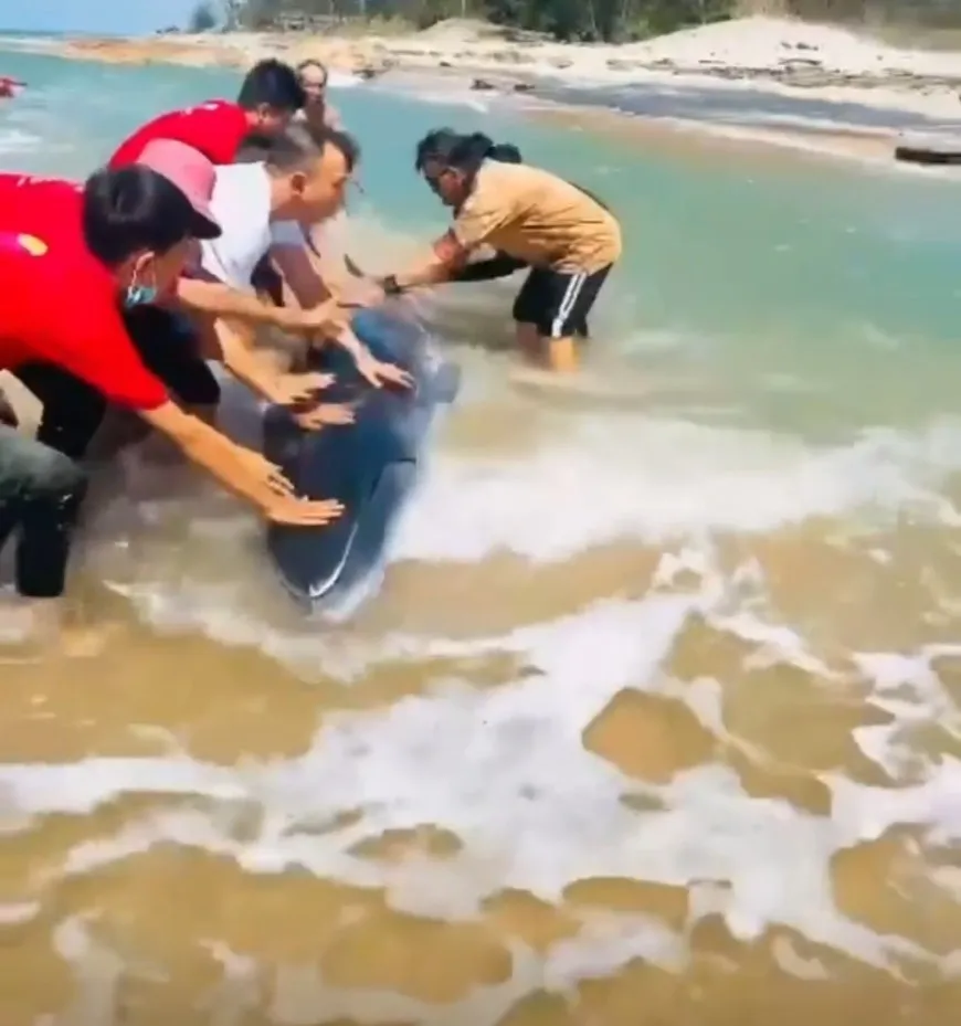 Nhiều người cùng chung tay giải cứu con cá voi Nhiều người cùng chung tay giải cứu con cá voi