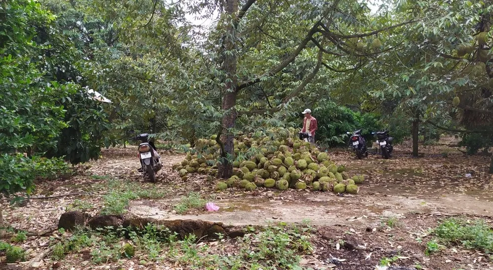 Mưa lớn, gió lốc gây thiệt hại hàng chục tỷ đồng