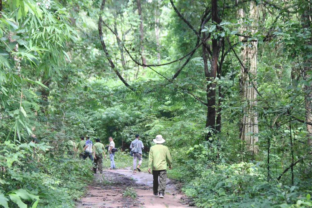 Trong vùng lõi của dự án còn có nhiều cây dầu (chiếm phần lớn), bằng lăng, nhiều cây căm xe, đường kính từ 20-30cm. Ảnh: NGUYỄN TIẾN Trong vùng lõi của dự án còn có nhiều cây dầu (chiếm phần lớn), bằng lăng, nhiều cây căm xe, đường kính từ 20-30cm. Ảnh: NGUYỄN TIẾN