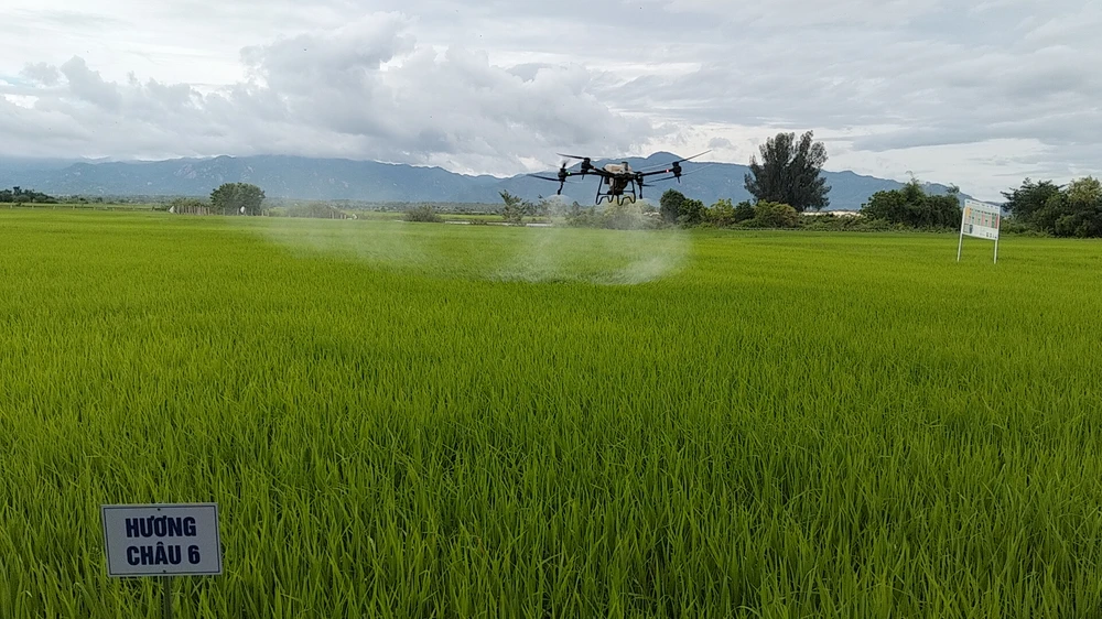 Đồng bào Chăm tỉnh Bình Thuận sử dụng thiết bị không người lái phun thuốc, bón phân cho cây lúa