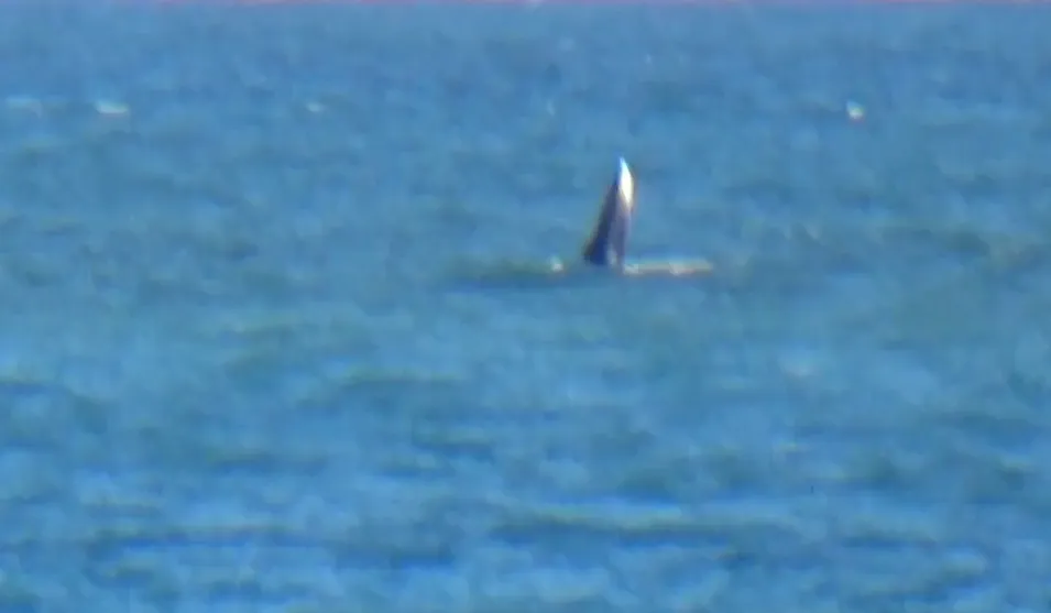 Giant whale opens mouth to hunt in Binh Thuan sea Screenshot 2025-05-28 153504.png