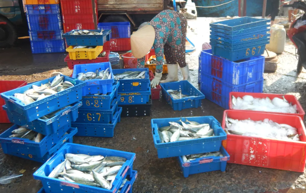 Những sọt cá tươi rói DSCN4324.JPG