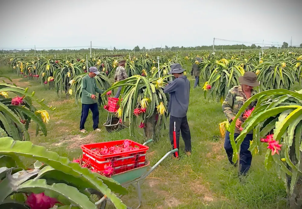 Doanh nghiệp, hợp tác xã và người dân sản xuất thanh long sạch ở Lâm Đồng đang lo mất thị trường châu Âu do việc chậm cấp chứng thư xuất khẩu t.jpeg