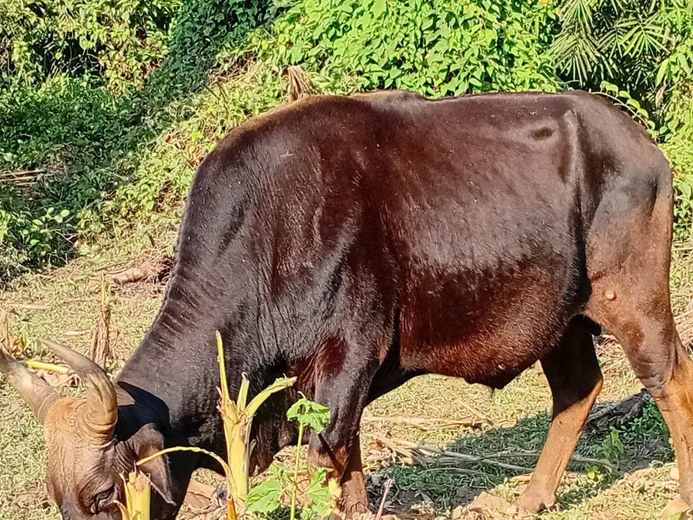 Đàn bò tót lai đang được nuôi dưỡng trong môi trường bán hoang dã z6913496519760_157a851cffd0c6d1da6a78c019908219.jpg