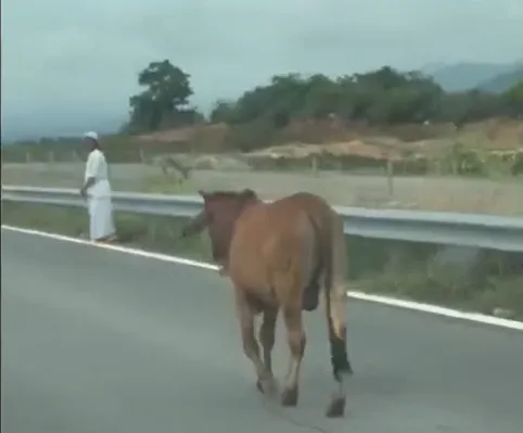 Người dân và con bò thản nhiên "đi dạo" trên đường cao tốc Vĩnh Hảo - Phan Thiết Screenshot 2025-09-10 155645.png