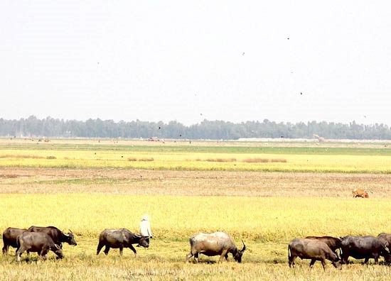 Farmers in the Mekong Delta have completed harvest of winter spring rice crop with output drop due to climate change (Photo: SGGP)