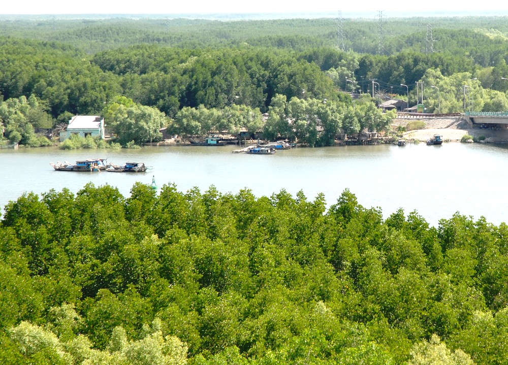 Can Gio district has advantages to develop ecotourism (Photo: SGGP)