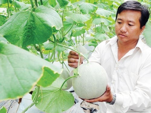 Muskmelon farming in Agricultural Hi-Tec Park, HCMC (Photo: SGGP)