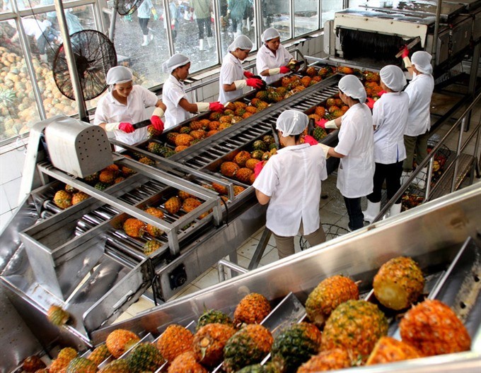 Pineapple processed for export at Dong Giao Food Stuff Export JSC in the northern province of Ninh Binh. (Photo: VNA/VNS)