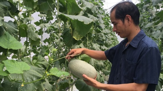 Muskmelon farming area is broadening in many localities of Vietnam (Photo: SGGP)