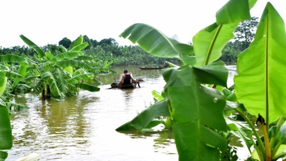 Thousands of hectares of farming crops submerged in floodwater because of floodwater from the swollen Red River (Photo: SGGP)