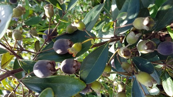 A rose myrtle plant gives at least three kilogram of fruit in Quang Binh province (Photo: SGGP)