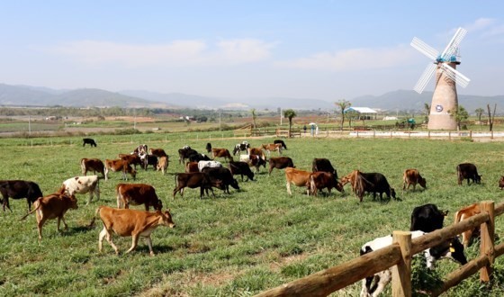 Organic Da Lat farm, the first one meeting European standards in Vietnam (Photo: SGGP)