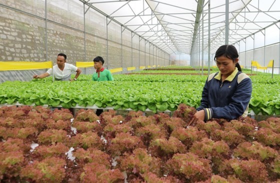 Clean vegetable farming in Ward 5, Da Lat city (Photo: SGGP)