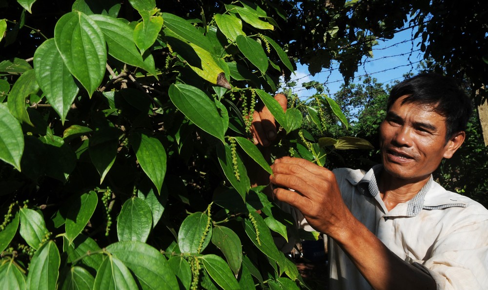 Pepper is one of Vietnamese products having many export opportunities to South Korea (Photo: SGGP)