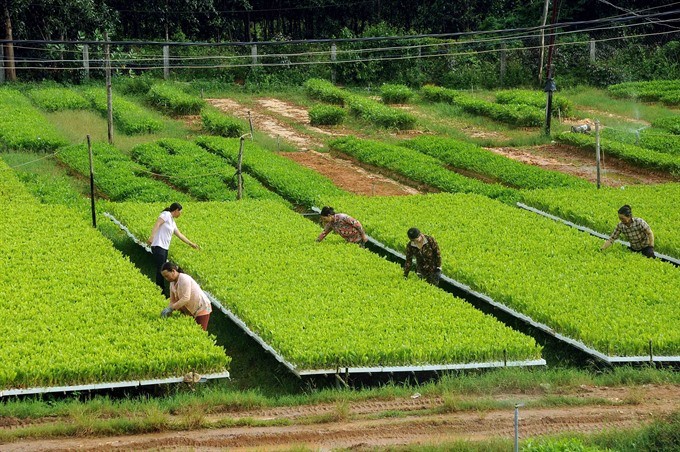 Workers take care of acacia seedlings at a nursery in the south central province of Bình Định. The seedlings will be transported to other localities within and outside the province for use in reforestation programmes. (Photo: VNA/VNS)