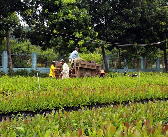 Workers from the Krong Pha Protection Forest Management Board in the central province of Ninh Thuan move seedlings for afforestation projects in the province. (Photo: VNA/VNS)