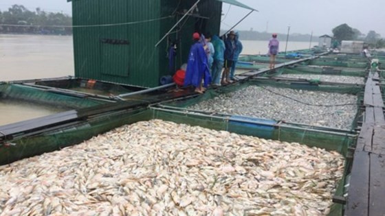 Typhoon Damrey causes complete loss to 25,957 seafood farming rafts. In the photo are fish rafts in the lower reaches of the Bo River, Thua Thien-Hue province (Photo: SGGP)