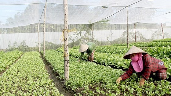 Organic vegetable production meeting European and American standards at Organica Farm in Long Thanh district, Dong Nai province (Photo: SGGP)