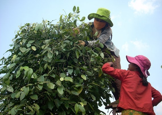  Farmers harvest pepper (Photo: SGGP)​