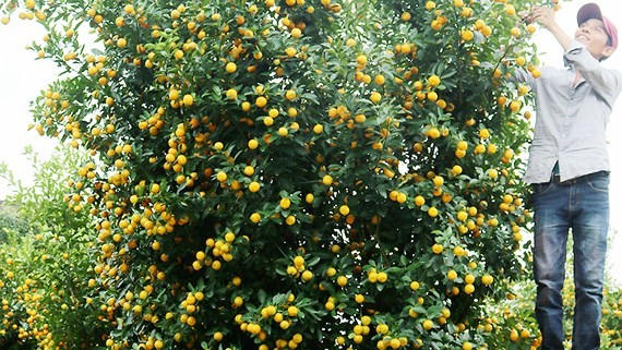 A kumquat pot worth VND35 million (US$1,541) of Mr. Nguyen Viet Ninh in Hoi An city, Quang Nam province (Photo: SGGP)