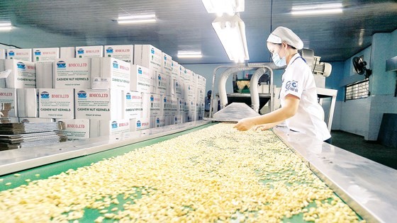 A worker examines cashew nut after preliminary processing (Photo: SGGP)