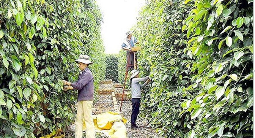 Farmers harvest pepper