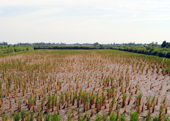 A rice field dies of drought and salt intrusion. Vietnam and the Netherlands have cooperated together in climate change adaption (Photo: SGGP)