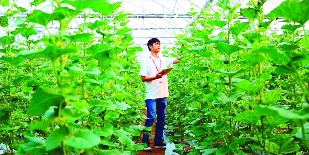 Hi-tech musk melon farming in HCMC (Photo: SGGP)