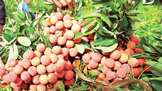 Vietnamese litchi has been exported to Australia (Photo: SGGP)