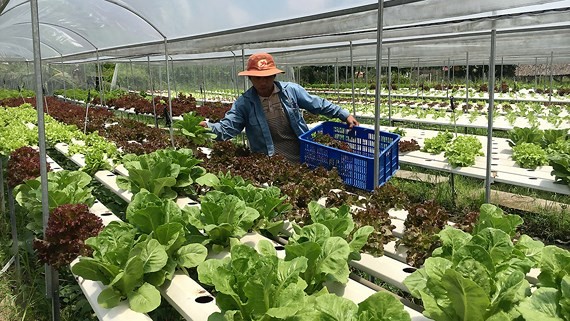 Vegetable production in Binh Chanh district, HCMC (Photo: SGGP)