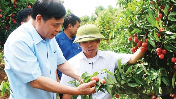The leader of the Ministry of Agriculture and Rural Development visits a litchi orchard in Bac Giang province (Photo: SGGP)