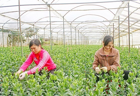 Farmers taking care of Lisianthus plants for the Tet holiday in Thai Phien flower village, Da Lat city (Photo: SGGP)