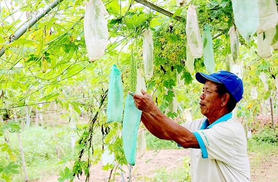 Mr. Tran Luong at Tuy Loan vegetable cooperative takes care of what is left after the flood (Photo: SGGP)