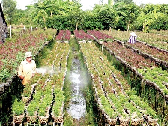 A Tet flower garden in Sa Dec city, Dong Thap province