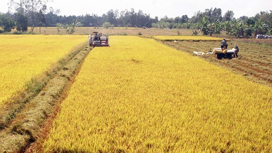 Newly unveiled logo expected to create appropriate position for Vietnam rice ảnh 1 Newly unveiled logo expected to create appropriate position for Vietnam rice ảnh 1
