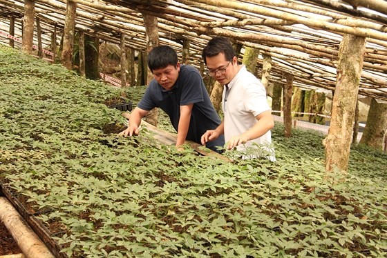 Ginseng growing zone of Ngoc Linh Ginseng Kon Tum Joint Stock Company. (Photo: SGGP)