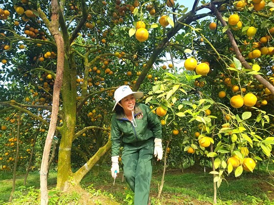 Orange orchards laden with fruits wait for Tet sale ảnh 2 Orange orchards laden with fruits wait for Tet sale ảnh 2