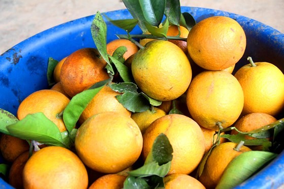 Orange orchards laden with fruits wait for Tet sale ảnh 4 Orange orchards laden with fruits wait for Tet sale ảnh 4