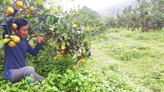 Orange orchards laden with fruits wait for Tet sale ảnh 6 Orange orchards laden with fruits wait for Tet sale ảnh 6