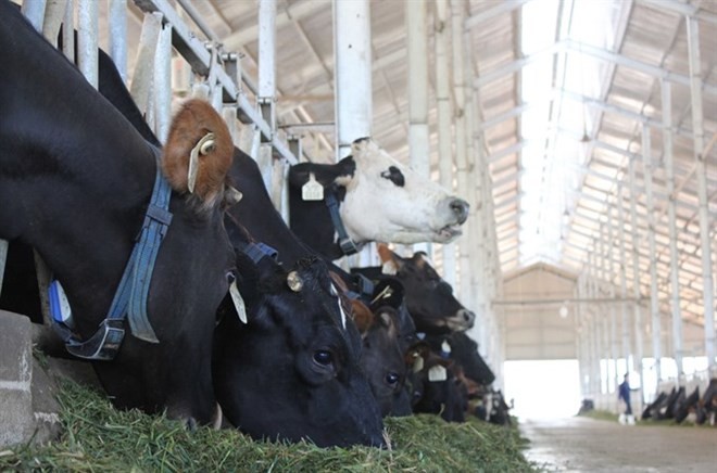 Vinamilk’s organic dairy farm in Da Lat (Photo: VNA)