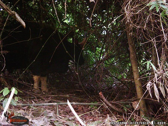  A gaur individual captured by camera trap in Rao Con Village.